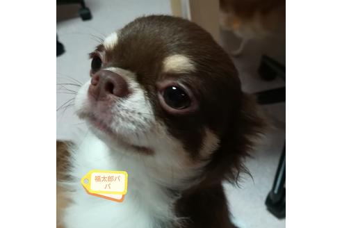 販売中のチワワ(ロングコート)の親犬