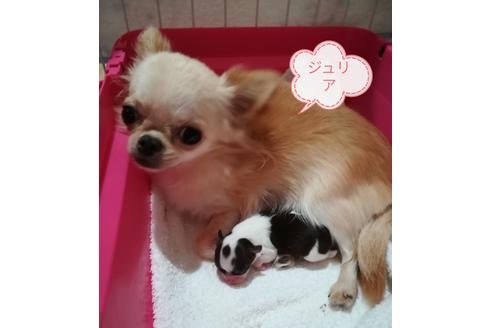販売中のチワワ(ロングコート)の親犬