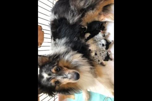 販売中のシェットランドシープドッグ(シェルティ)の親犬