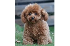 犬の写真21枚目