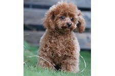 犬の写真22枚目