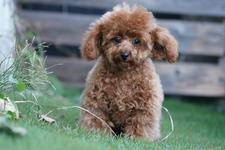 犬の写真23枚目