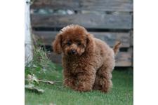 犬の写真24枚目