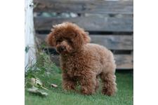 犬の写真25枚目