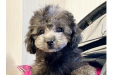 犬の写真10枚目