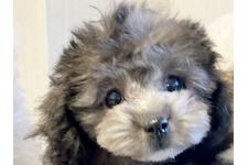 犬の写真11枚目