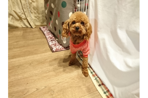 販売中のトイプードルの親犬