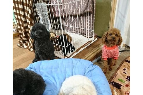 販売中のトイプードルの親犬