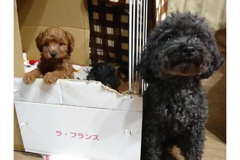 販売中のトイプードルの親犬