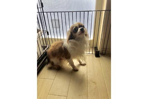 販売中のチワワ(スムースコート)の親犬