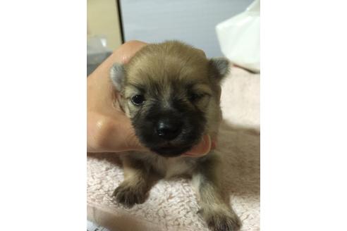 高知県のポメラニアン 男の子 2019 11 03生まれ オレンジ 子犬id 84414 ブリーダーナビ