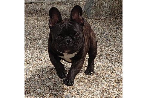 販売中のフレンチブルドッグの親犬