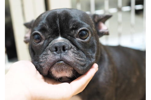 販売中のフレンチブルドッグの親犬