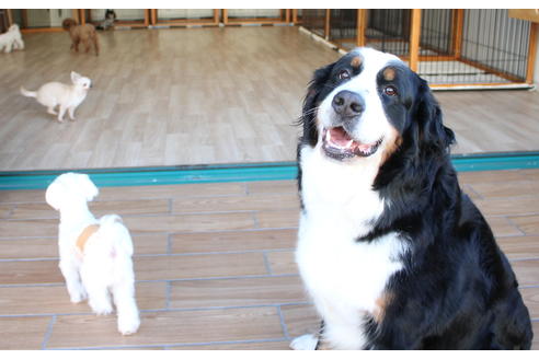 販売中のバーニーズマウンテンドッグの親犬