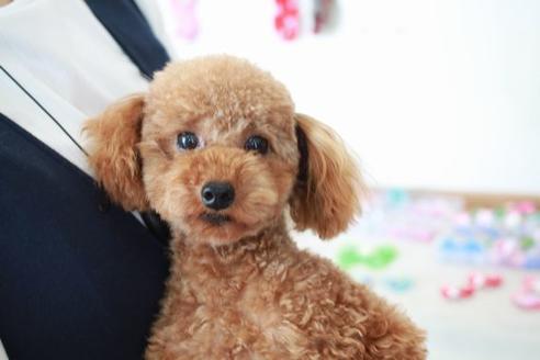 販売中のトイプードルの親犬