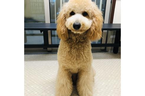 販売中のミックス犬の親犬