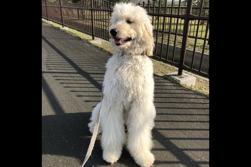 販売中のミックス犬の親犬