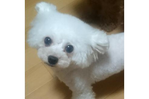 販売中のトイプードルの親犬