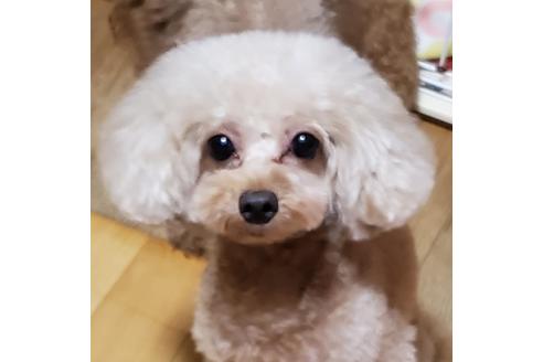 販売中のトイプードルの親犬