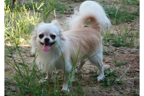 販売中のチワワ(ロングコート)の親犬