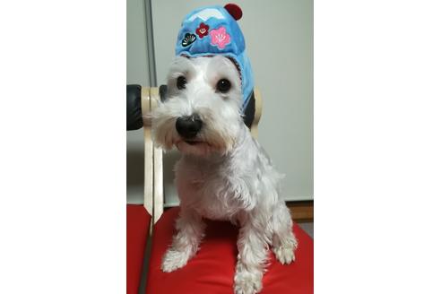 販売中のミックス犬の親犬
