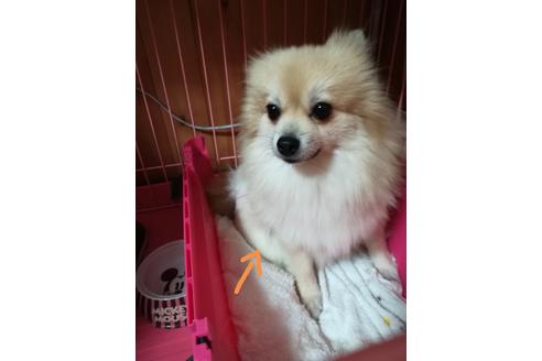 販売中のミックス犬の親犬