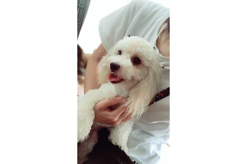 販売中のタイニープードルの親犬