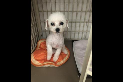 販売中のティーカッププードルの親犬