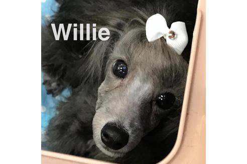 販売中のトイプードルの親犬