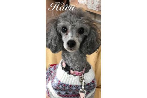 販売中のトイプードルの親犬