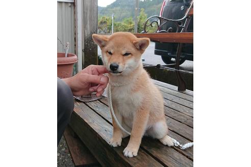 宮崎県の柴犬 女の子 19 09 06生まれ 赤 子犬id 228 ブリーダーナビ