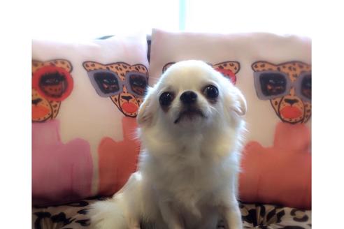 販売中のチワワ(ロングコート)の親犬