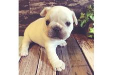 丹下麻美ブリーダー