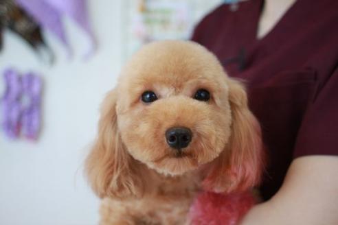 販売中のトイプードルの親犬