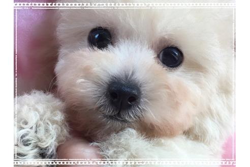 販売中のティーカッププードルの親犬