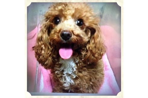販売中のトイプードルの親犬