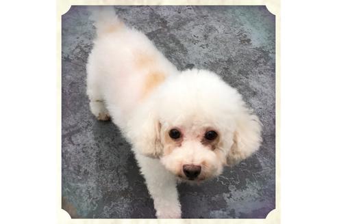 販売中のティーカッププードルの親犬