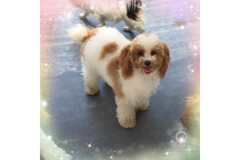 販売中のタイニープードルの親犬