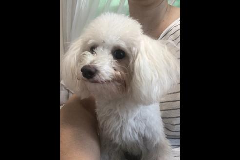 販売中のティーカッププードルの親犬