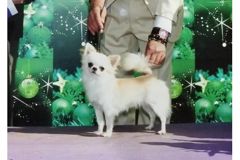 販売中のチワワ(ロングコート)の親犬