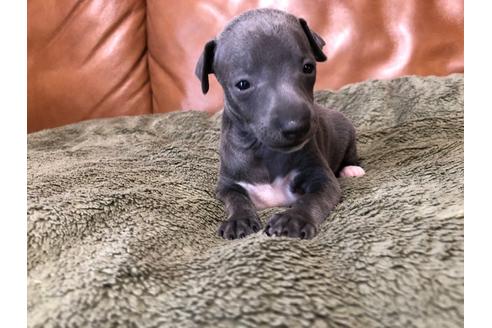 山梨県のイタリアングレーハウンド 男の子 19 10 28生まれ ブルー ホワイトマーキングス 子犬id ブリーダーナビ