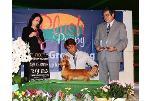 販売中のカニンヘンダックスフンド(ロングヘアード)の親犬