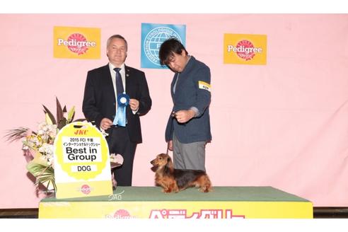 販売中のカニンヘンダックスフンド(ロングヘアード)の親犬