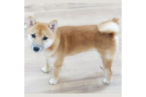 販売中の豆柴の親犬
