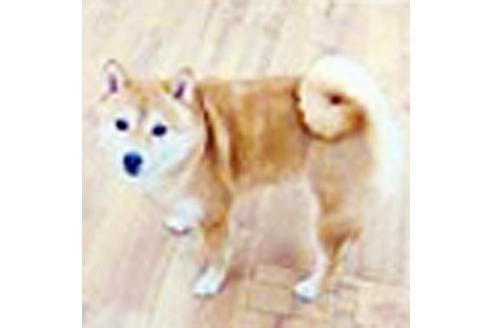 販売中の豆柴の親犬
