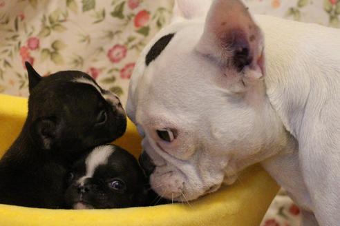 販売中のフレンチブルドッグの親犬