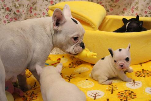販売中のフレンチブルドッグの親犬