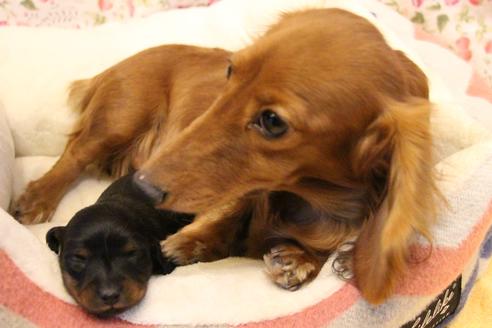 販売中のカニンヘンダックスフンド(ロングヘアード)の親犬