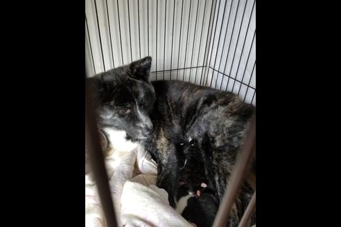 販売中の秋田犬の親犬