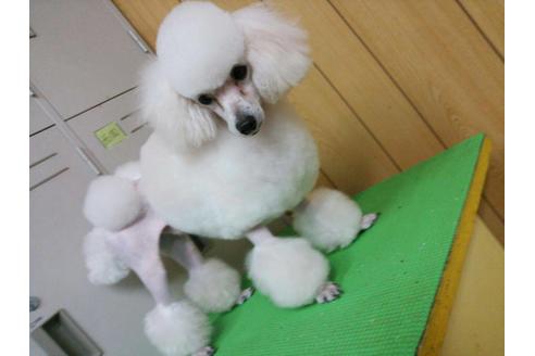 販売中のタイニープードルの親犬